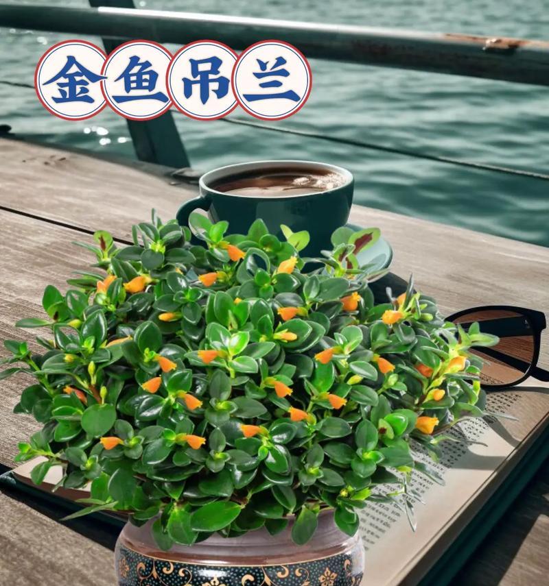 金鱼花的养殖要点是什么？如何保持其旺盛生长？