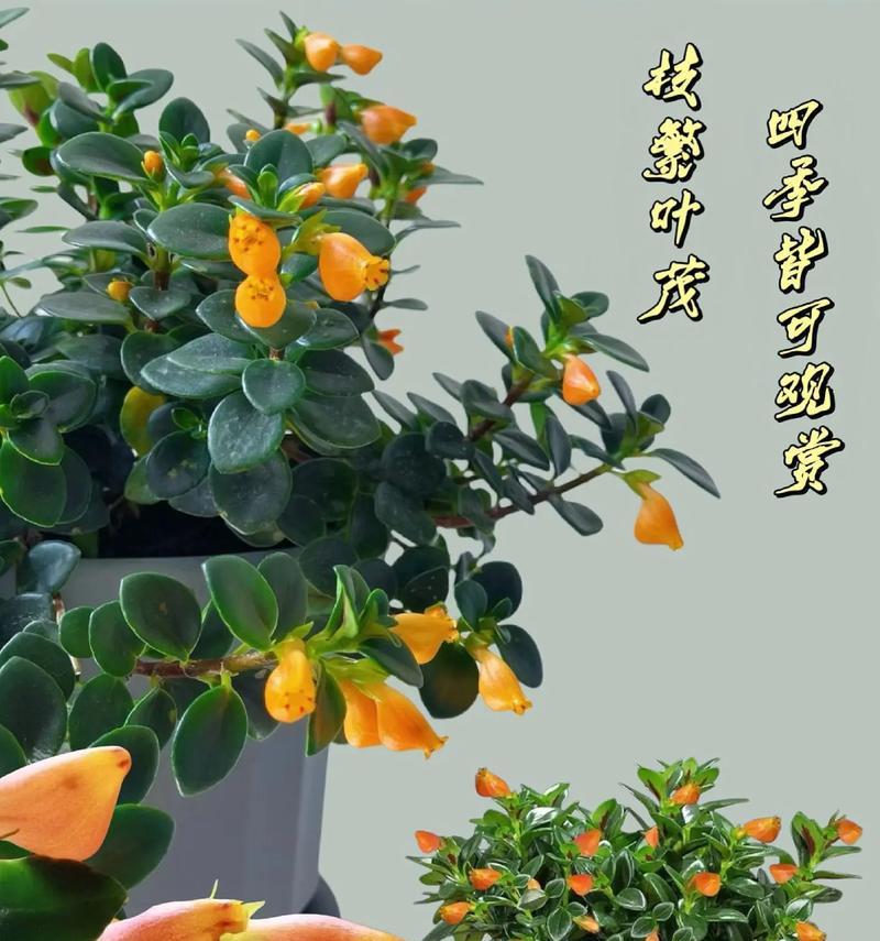 金鱼花的养殖要点是什么？如何保持其旺盛生长？