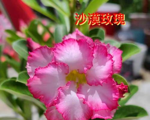 沙漠玫瑰的花语有何特别之处？