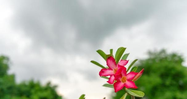 沙漠玫瑰的花语有何特别之处？