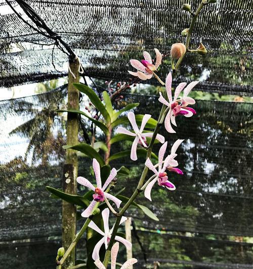 香水石斛的花语有哪些含义？