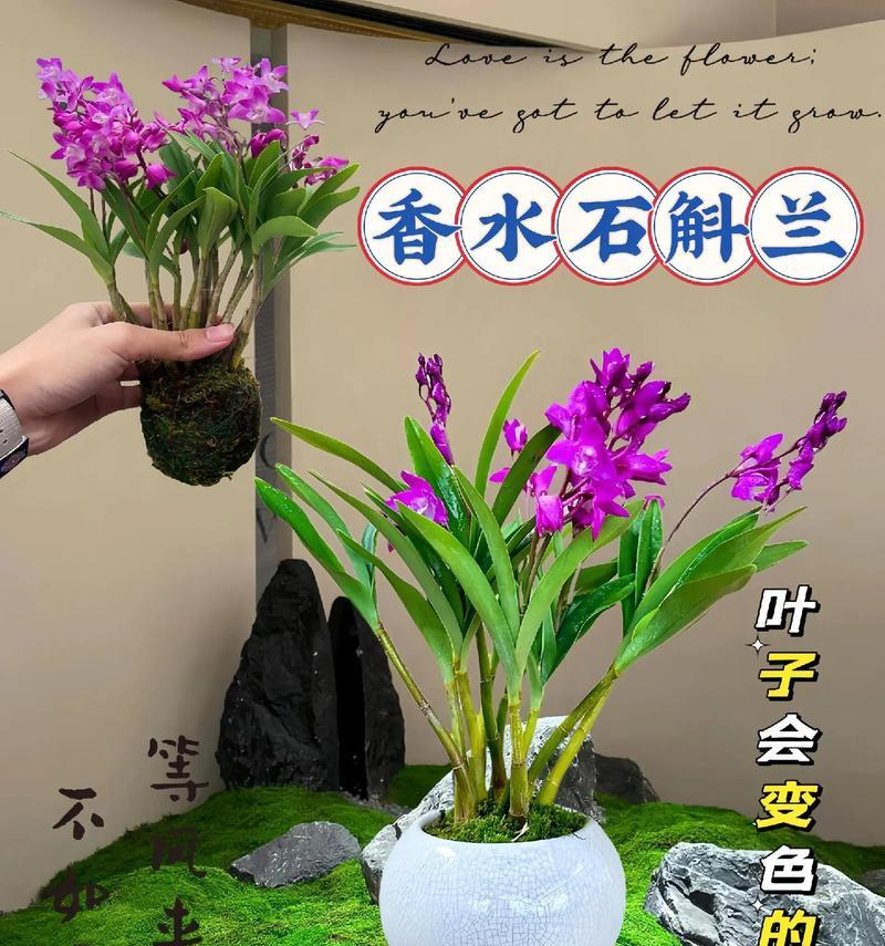 香水石斛的花语有哪些含义？