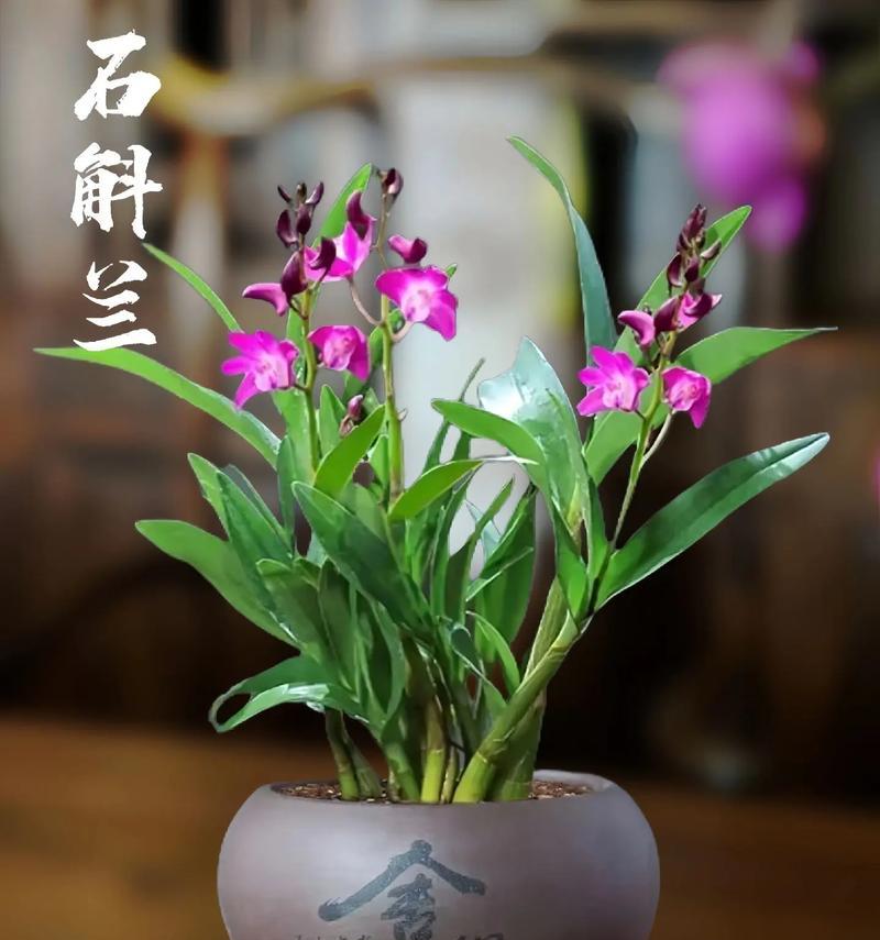 香水石斛的花语有哪些含义？