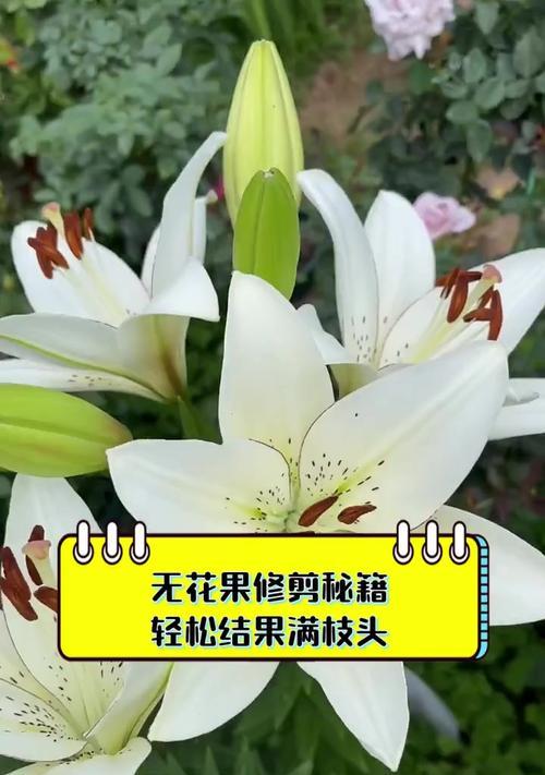 无花果树修剪的最佳时机是什么时候？修剪无花果树有哪些技巧？