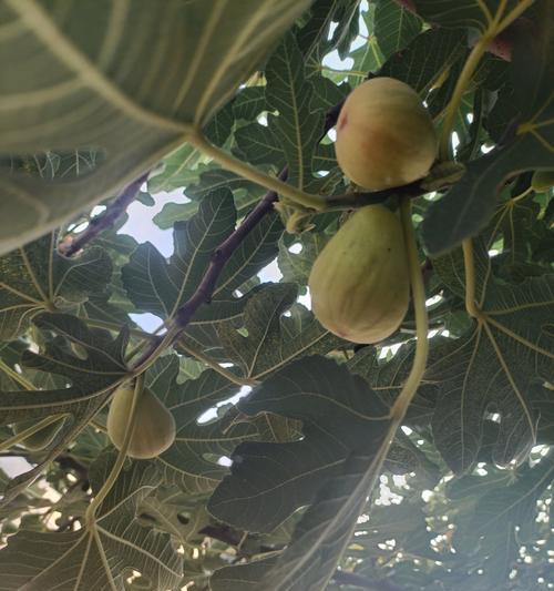 无花果树修剪的最佳时机是什么时候？修剪无花果树有哪些技巧？