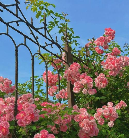 浪费的爱在花语中代表什么花？这种花语有何含义？