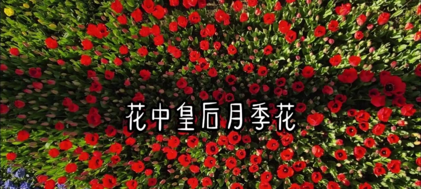 浪费的爱在花语中代表什么花？这种花语有何含义？