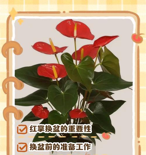 滴水观音怎么换盆？换盆的最佳时间和步骤是什么？