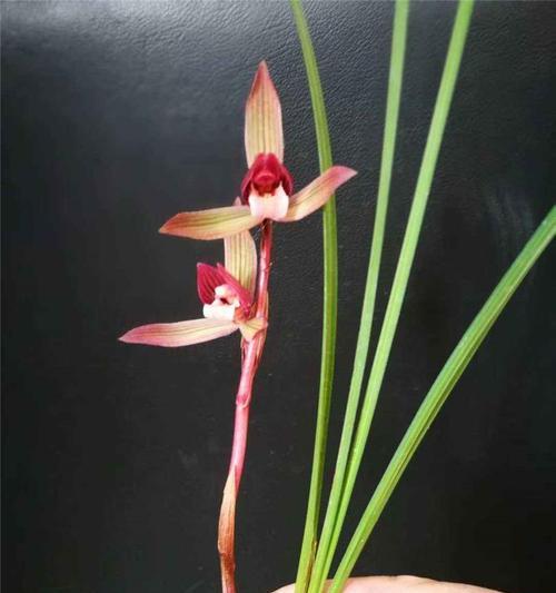 春兰经典复色花语是什么？复色春兰的独特含义？