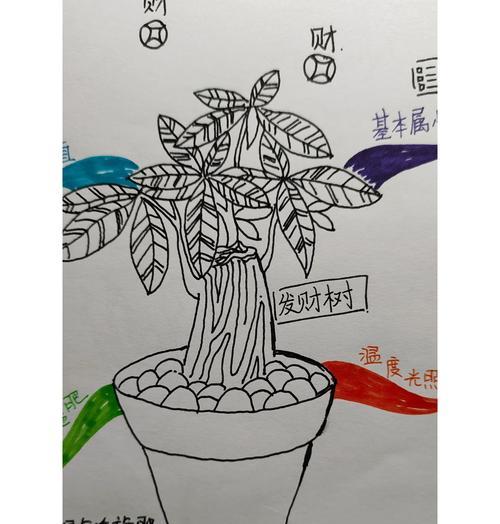 发财树果实种植的难易程度如何？