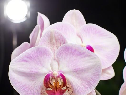 关于爱情姻缘的花语是什么？爱情姻缘的花语有哪些？