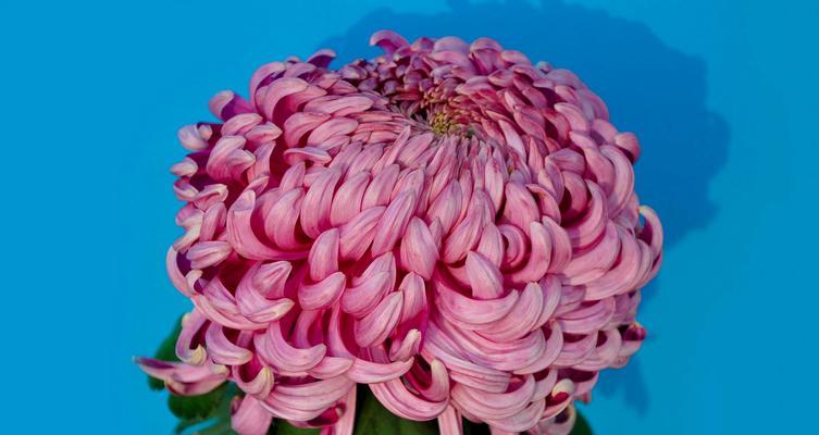 菊花有哪些品种？各自的特性是什么？