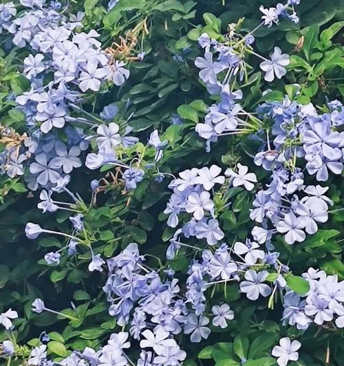 蓝花丹的养殖方法是什么？如何确保其开花？
