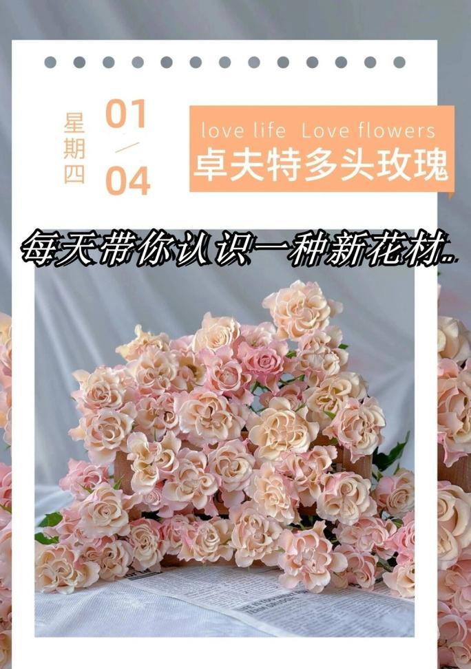 带刺玫瑰的花语如何体现自我保护？