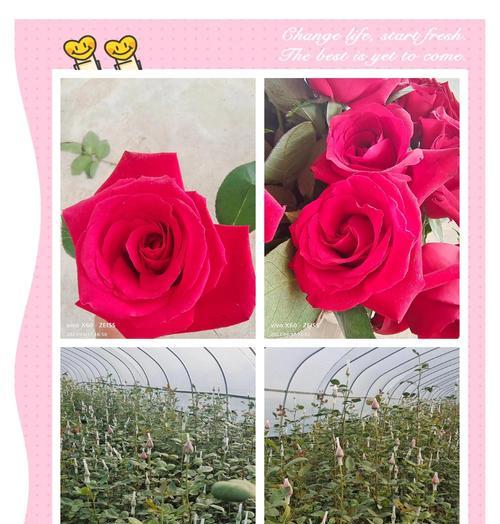 四季玫瑰的花语有何特别？如何用四季玫瑰表达情感？