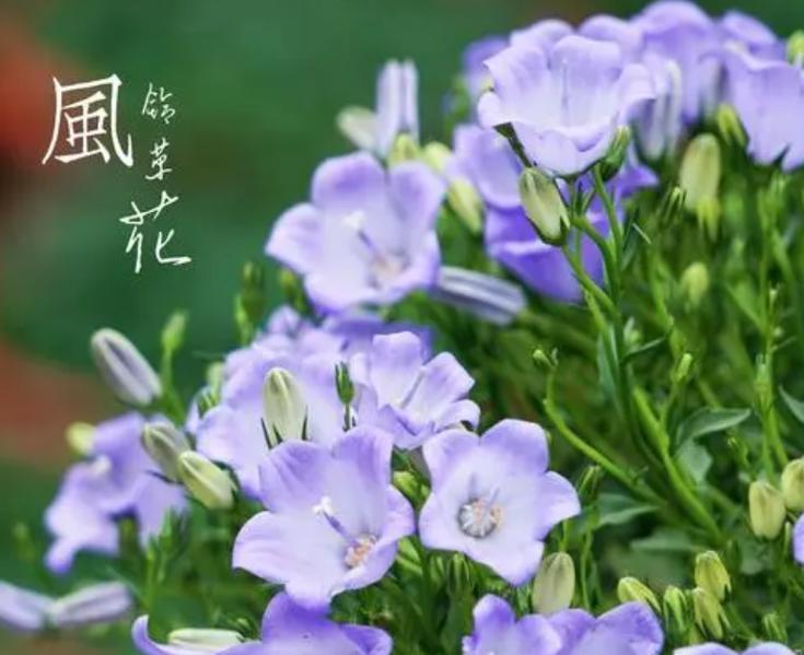 风铃草的种植方法和注意事项是什么？