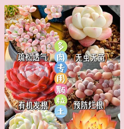多肉植物适合哪种土壤？如何配制多肉专用土？