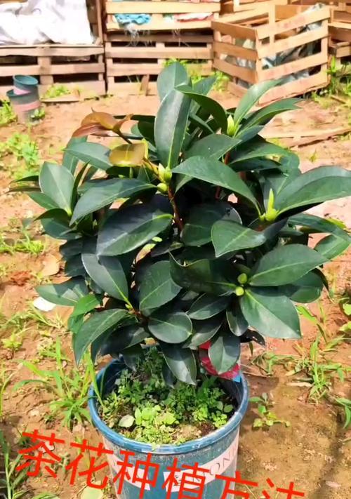 金茶花的种植技巧有哪些？怎样才能成功种植金茶花？