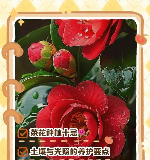 金茶花的种植技巧有哪些？怎样才能成功种植金茶花？