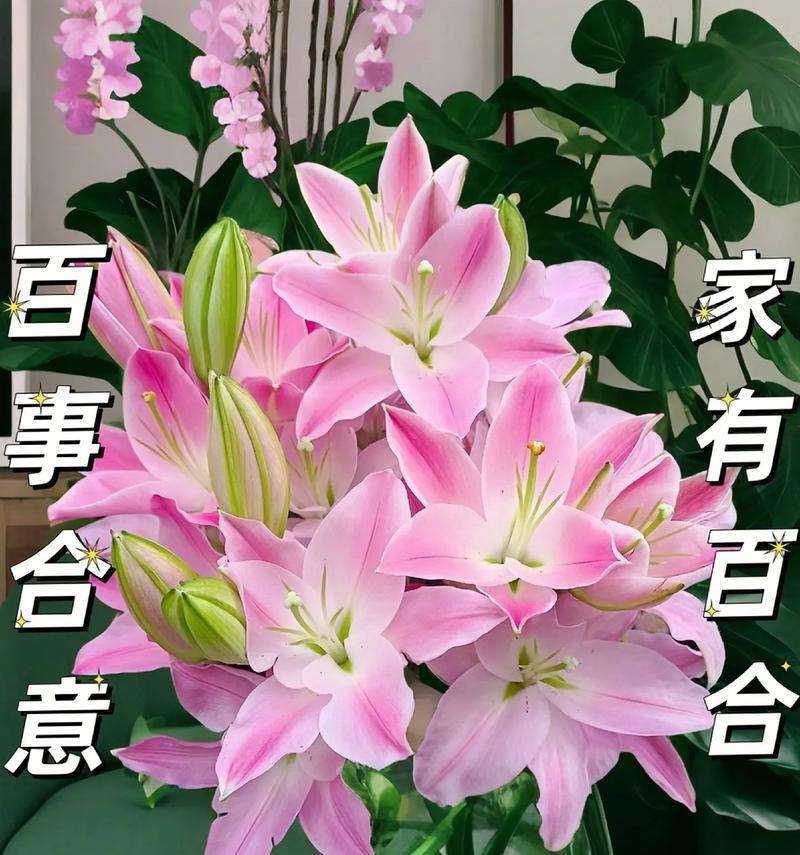 白合花的花语有哪些？它在不同文化中如何被解读？