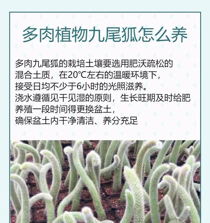 多肉植物侧枝的处理方法是什么？多肉侧枝如何正确处理？