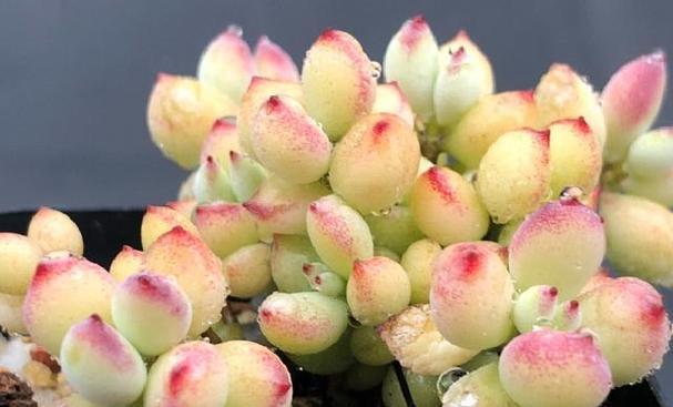 多肉植物侧枝的处理方法是什么？多肉侧枝如何正确处理？