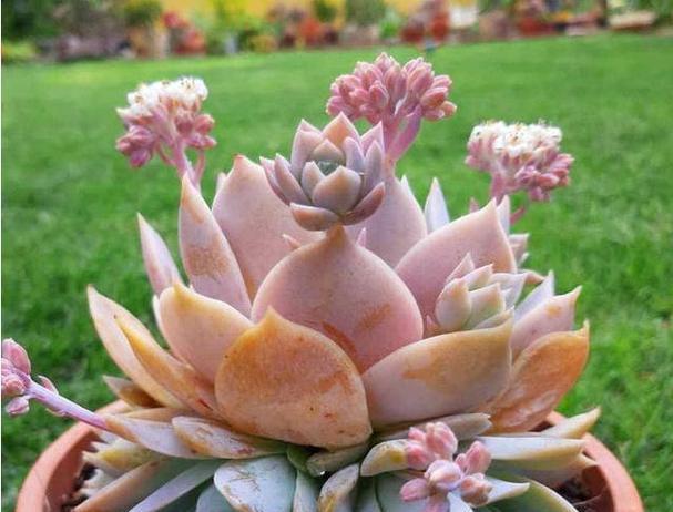 多肉植物侧枝的处理方法是什么？多肉侧枝如何正确处理？