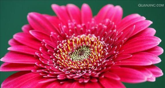 非洲菊代表了什么？它的花语有何特别之处？