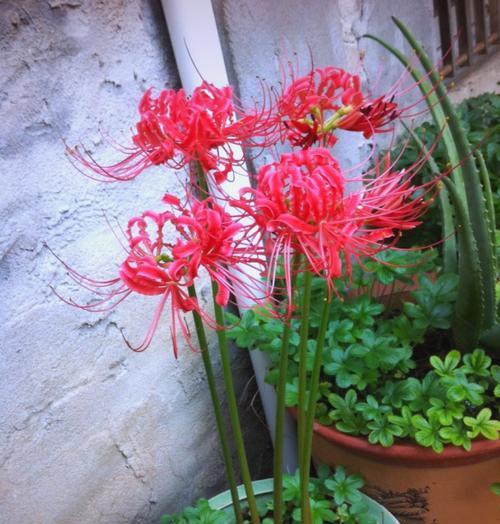 彼岸花种植需要注意哪些要点？