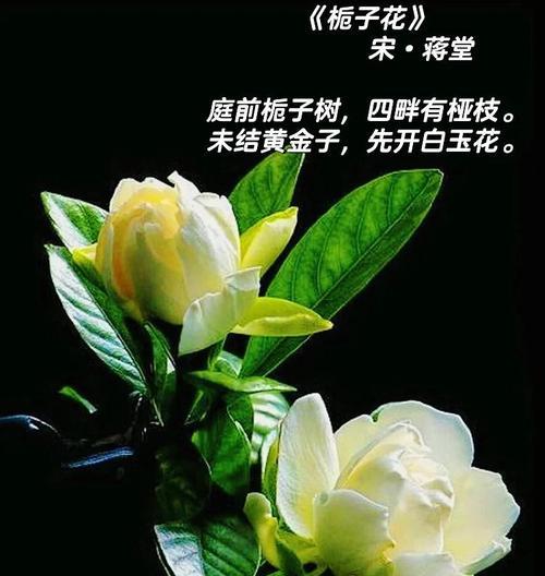 栀子花的花语有何深层含义？