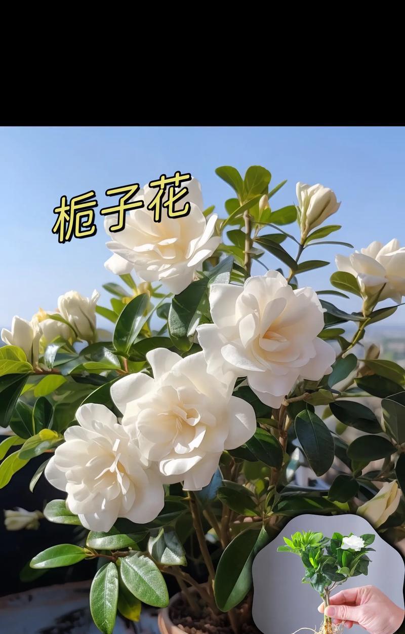 栀子花的花语有何深层含义？