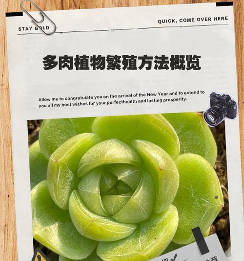 红宝石多肉植物繁殖方法有哪些？如何繁殖？