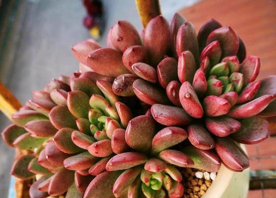 红宝石多肉植物繁殖方法有哪些？如何繁殖？