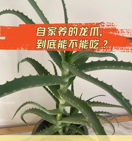 卢荟种植的正确方法是什么？如何保证其健康生长？