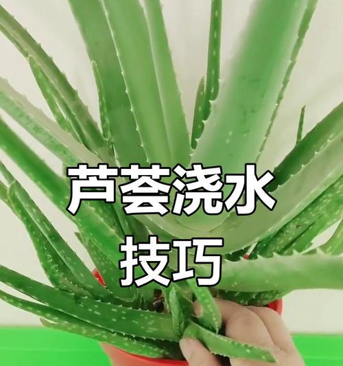 卢荟种植的正确方法是什么？如何保证其健康生长？