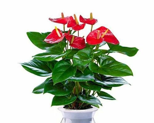 什么水养植物好养？适合新手的水培植物推荐？
