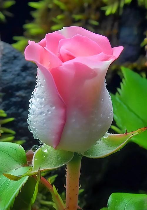 清晨的阳光和玫瑰花可以象征什么？这组合有何深层含义？