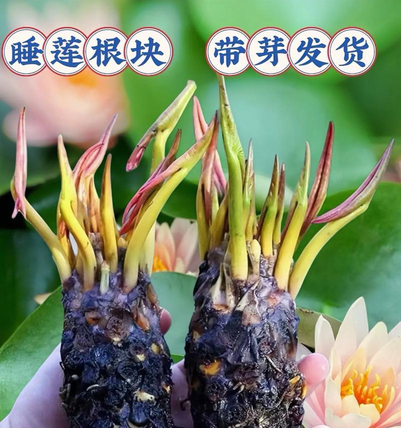 什么水养植物好养？适合新手的水培植物推荐？