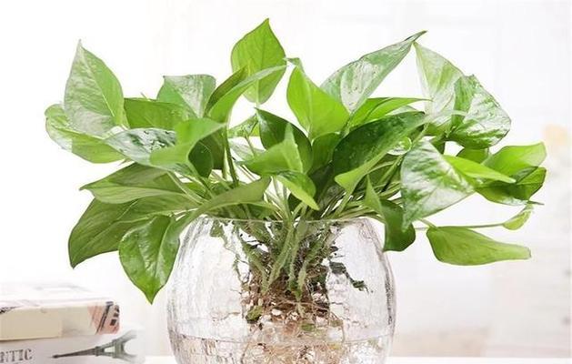 什么水养植物好养？适合新手的水培植物推荐？
