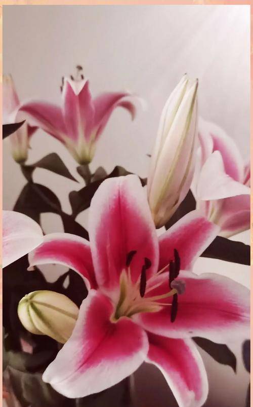 红色百合花的花语有哪些深层含义？