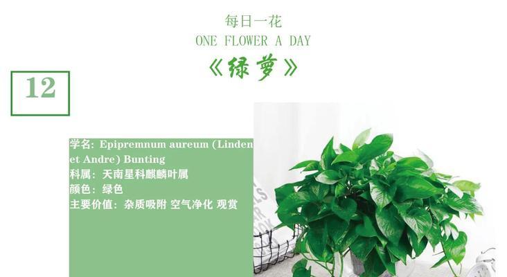 绿萝的养殖方法是什么？怎样才能让绿萝长得更茂盛？