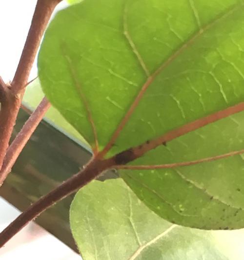 扶桑花虫害如何防治？有哪些有效方法？