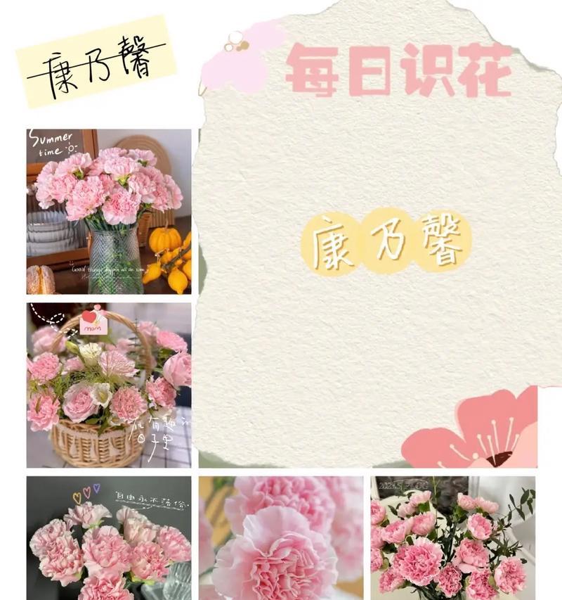 康乃馨送给老师代表什么？花语有哪些含义？