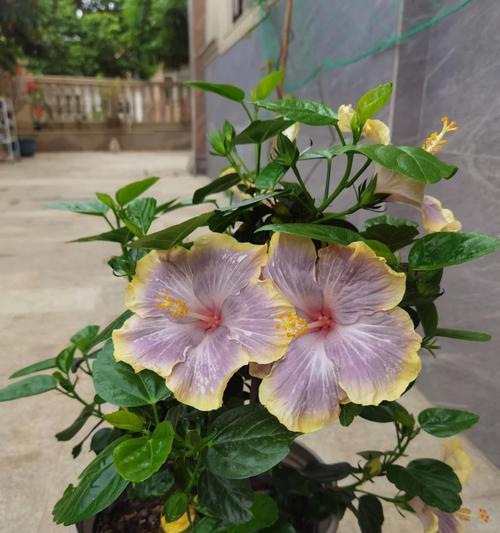 扶桑花虫害如何防治？有哪些有效方法？