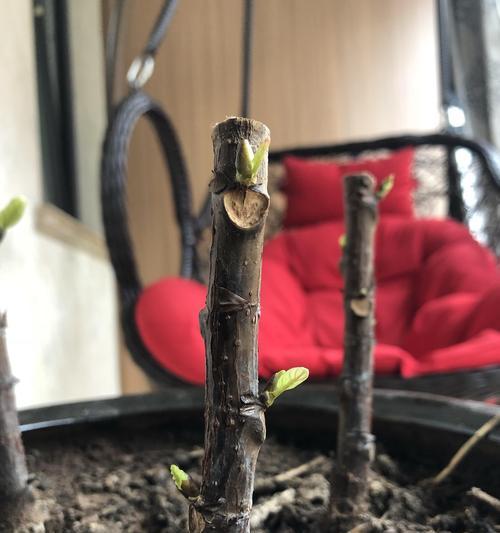 琴叶榕叶子出现锈斑怎么办？如何预防和治疗？