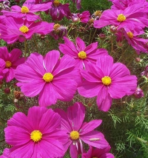 波斯太阳菊的花语有哪些？波斯太阳菊象征着什么？