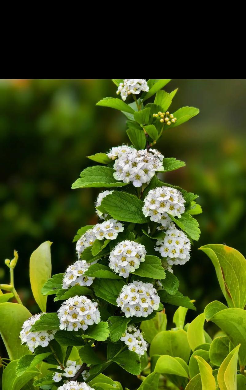 波斯太阳菊的花语有哪些？波斯太阳菊象征着什么？