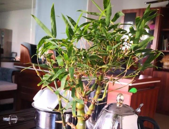 竹子的种植方法是什么？如何成功种植竹子？