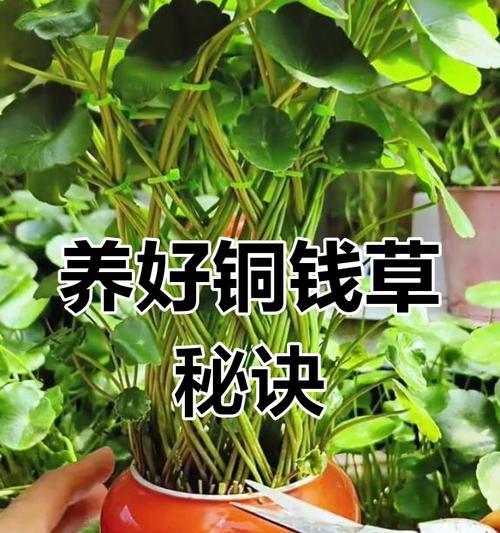 铜钱草半土半水种植方法是什么？如何保持其生长旺盛？
