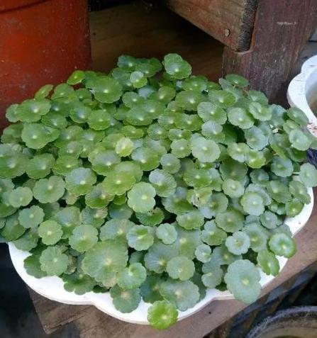 铜钱草半土半水种植方法是什么？如何保持其生长旺盛？